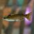 Driftwood Catfish
