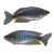 Duboulay's Rainbow-Blue Kangaroo CK 3cm