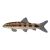 Dwarf Loach 