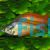 Eastern Rainbow - Deep Water Creek