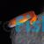 Midas Blenny - Medium