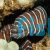 Zebra Moray Eel