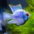 Balloon Electric Blue Ram 3.5cm