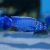 Electric Blue 10cm