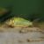 Emerald Catfish