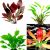 Assorted Echinodorus Swords - Emerse