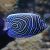 Emperor Angelfish - Medium Juvenile