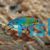 Exquisite Fairy Wrasse - Cirrhilabrus Exquistus