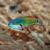 Exquisite Fairy Wrasse