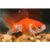 Fantail Red and White