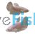 Female Betta Ele Ear Platinum