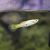Female Pigeon Blood Guppy