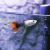 Female Tuxedo Redtail Blonde Guppy