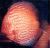 Pigeon Blood Discus (Stendker) 7cm