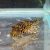 Fine Line Gold Spot Pleco