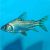Flagtail Prochilodus Red Finned
