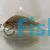 Flowerhorn Cichlid