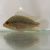 Flowerhorn Cichlid