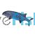 Freshwater Dolphin Nigeria - Wild Caught 9cm