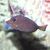 Gem Tang Medium