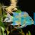 Geophagus Sveni 