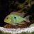 Tapajos Orange Head 