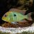 Tapajos Orange Head