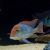 Geophagus Alto Sinu Tapajos