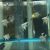 Ghost Angelfish
