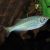 Giant Danio - Devario malabaricus 