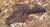 Spotted Sailfin Plecostomus 10cm