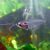 Phantom Glass Catfish