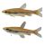 Glittering Pencilfish