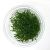 Glossostigma Elantinoides