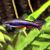 Golden Pencilfish