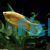 Golden Gourami