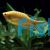 Gold Gourami