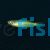Gold Striped Blue Danio 3.5cm