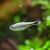 Gold Tetra