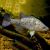 Golden Perch