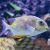 Golden Rabbitfish - Medium