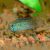 Golden Dwarf Cichlid
