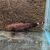Golden Ghost Knife Fish 10cm