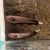 Golden Ghost Knife Fish