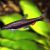 Golden Pencilfish - Red Form