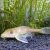 Golden Plecostomus Catfish
