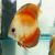 Golden Red Discus