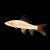 Golden Shark Albino Rainbow