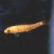 Golden Sucking Catfish