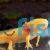 Golden Walking Fish (10-12cm)